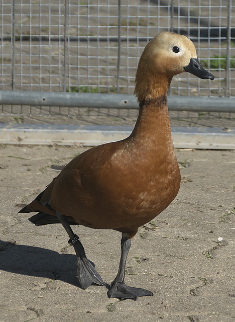 洞飞行